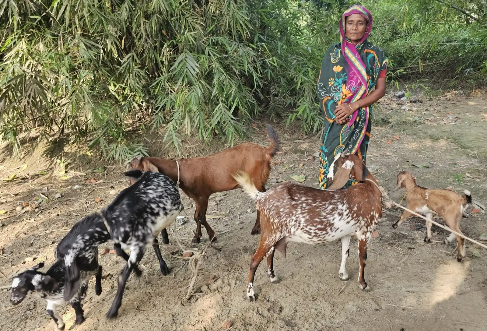 Jharna Begum stands with her herd of goats at Hajir Hati, Nabinagar