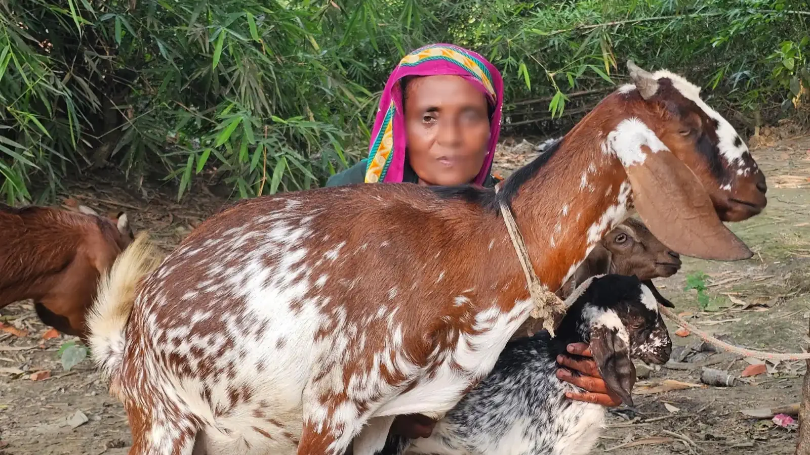 Jharna Begum holds two of the goats she has raised from the single animal AKWO gave her in 2022