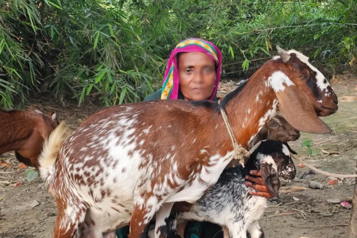 Jharna Begum holds two of the goats she has raised from the single animal AKWO gave her in 2022